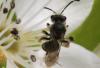 Andrena sp.